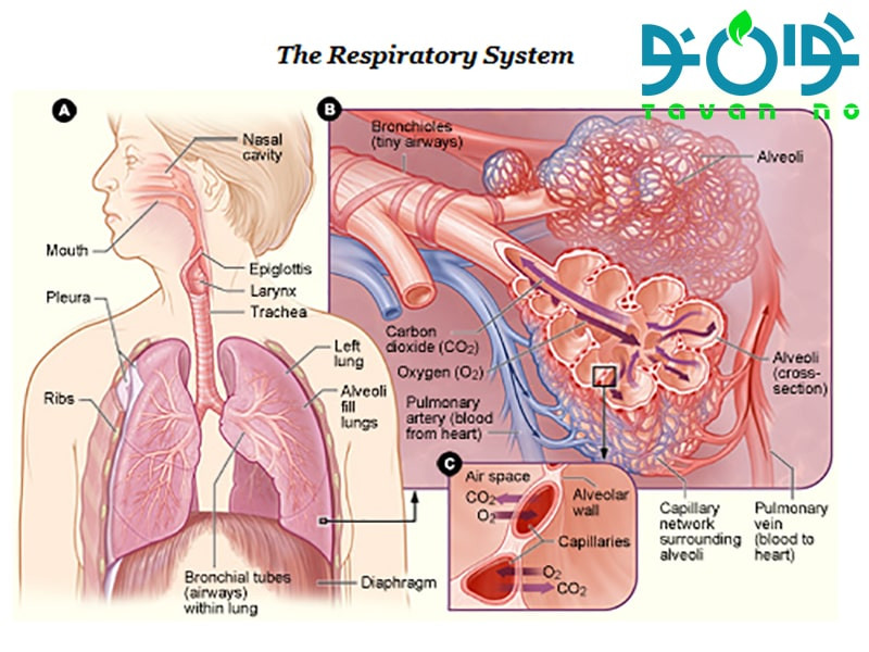 انواع بیماری‌های‌ ریه و دستگاه‌های کمک‌تنفسی موثر بر آنها-01